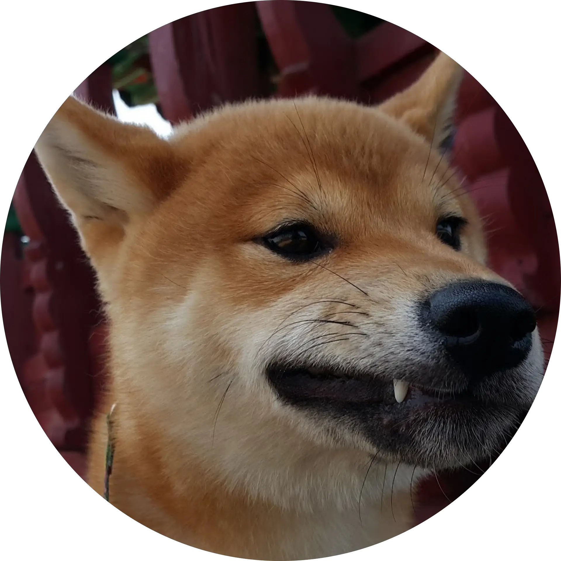 림뽀TV liempoTV