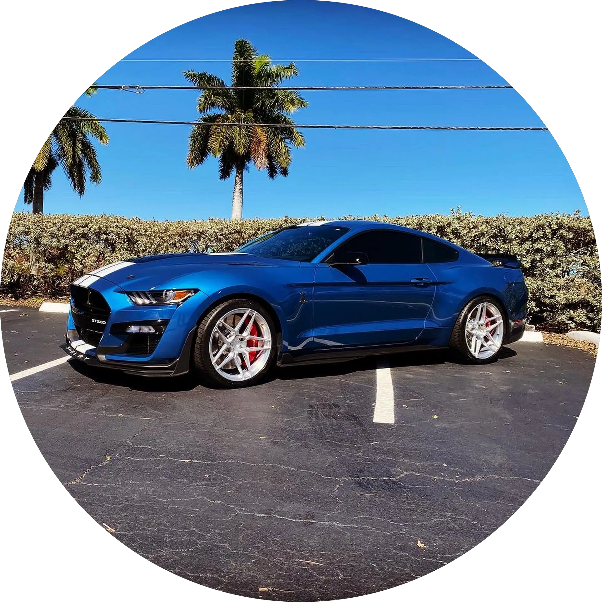 Joes Big Blue (Performance Shelby)