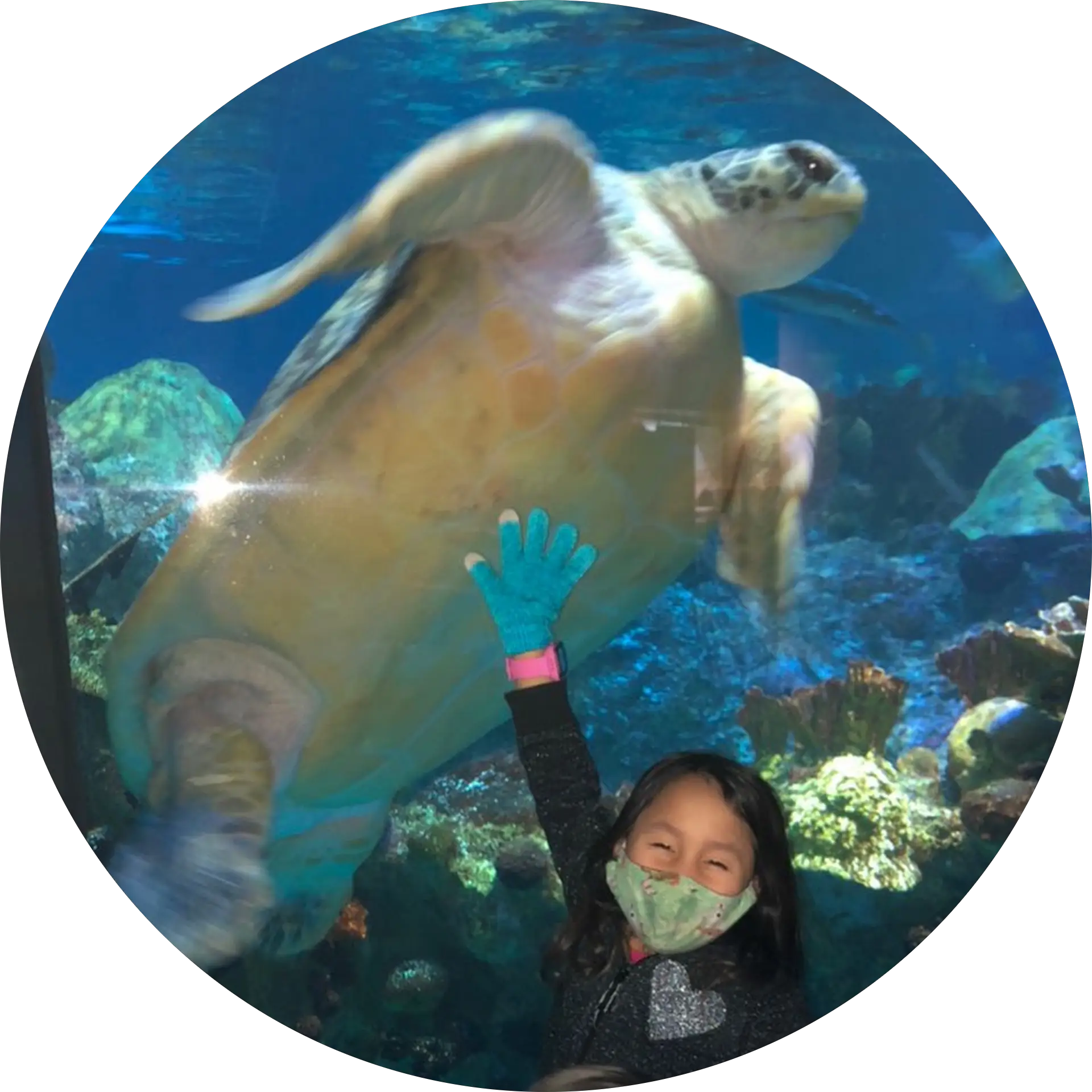 Emilia The Turtle Girl