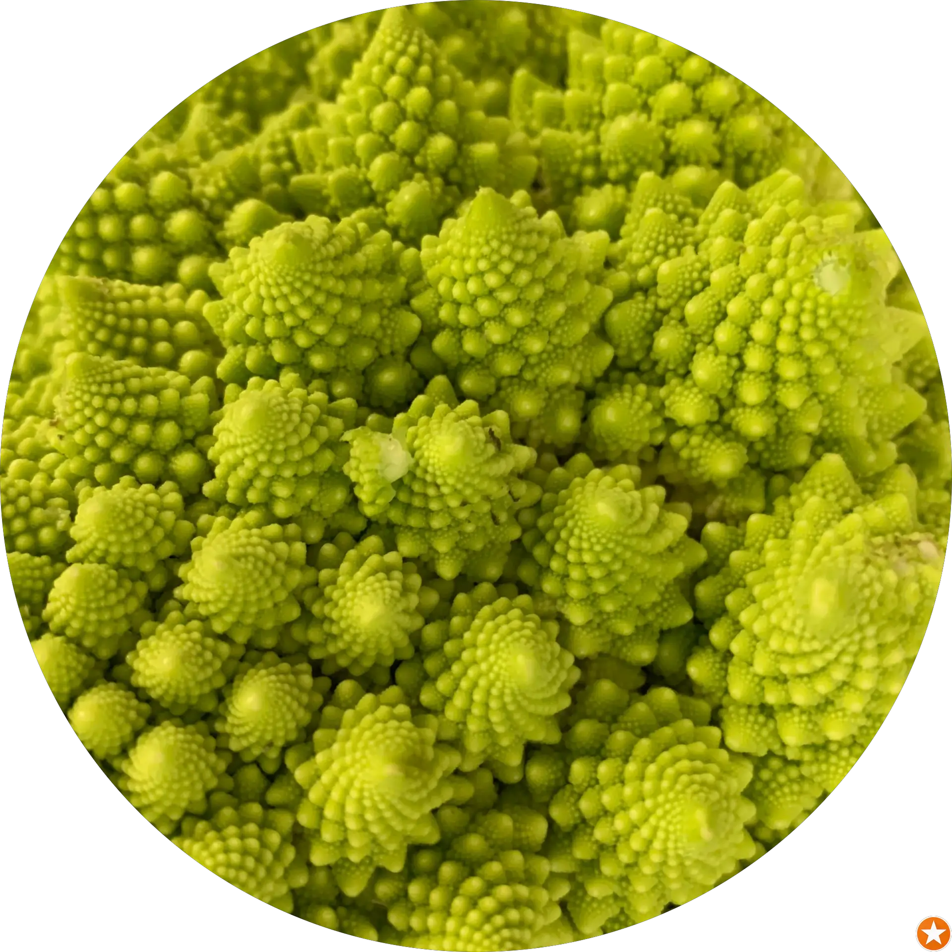 Rome Romaine