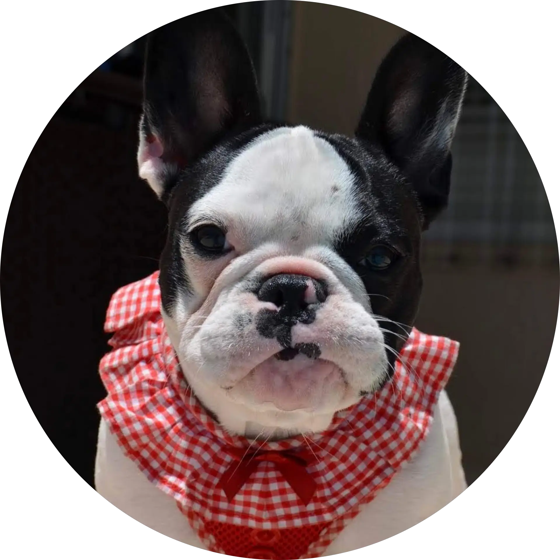 Mia Bella Frenchies
