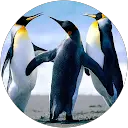 t k