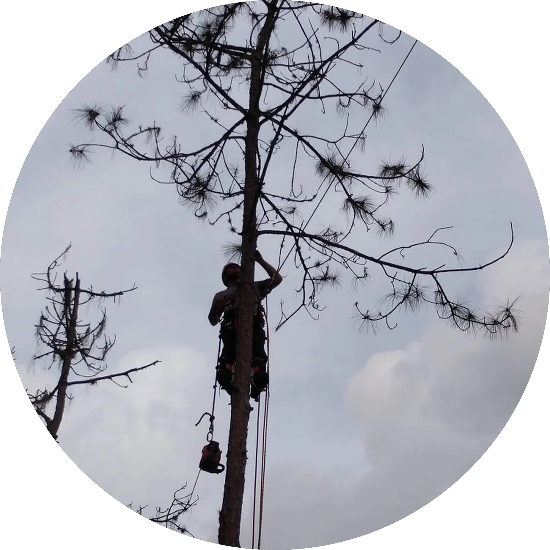 Climb High Tree Care Office
