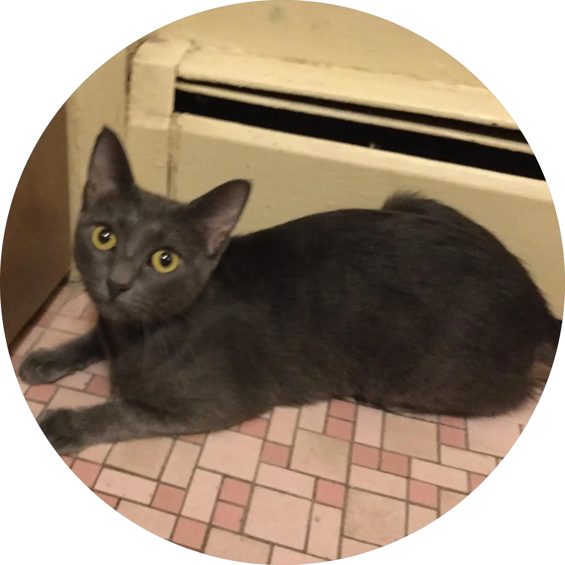 Cat gamer Leach