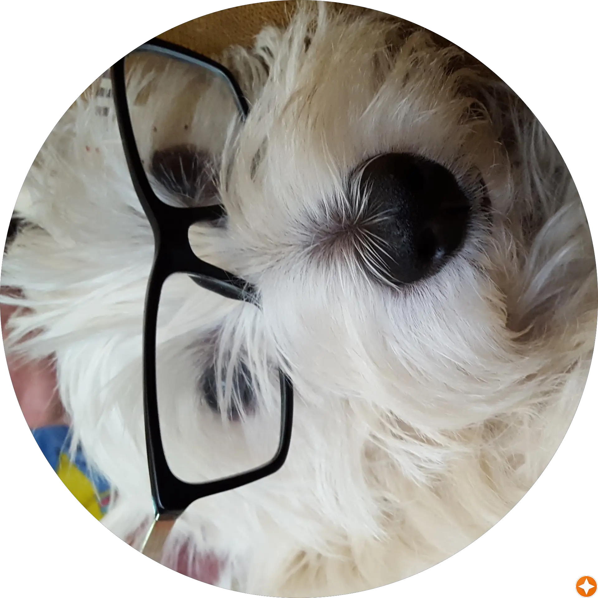 Frank Izdog