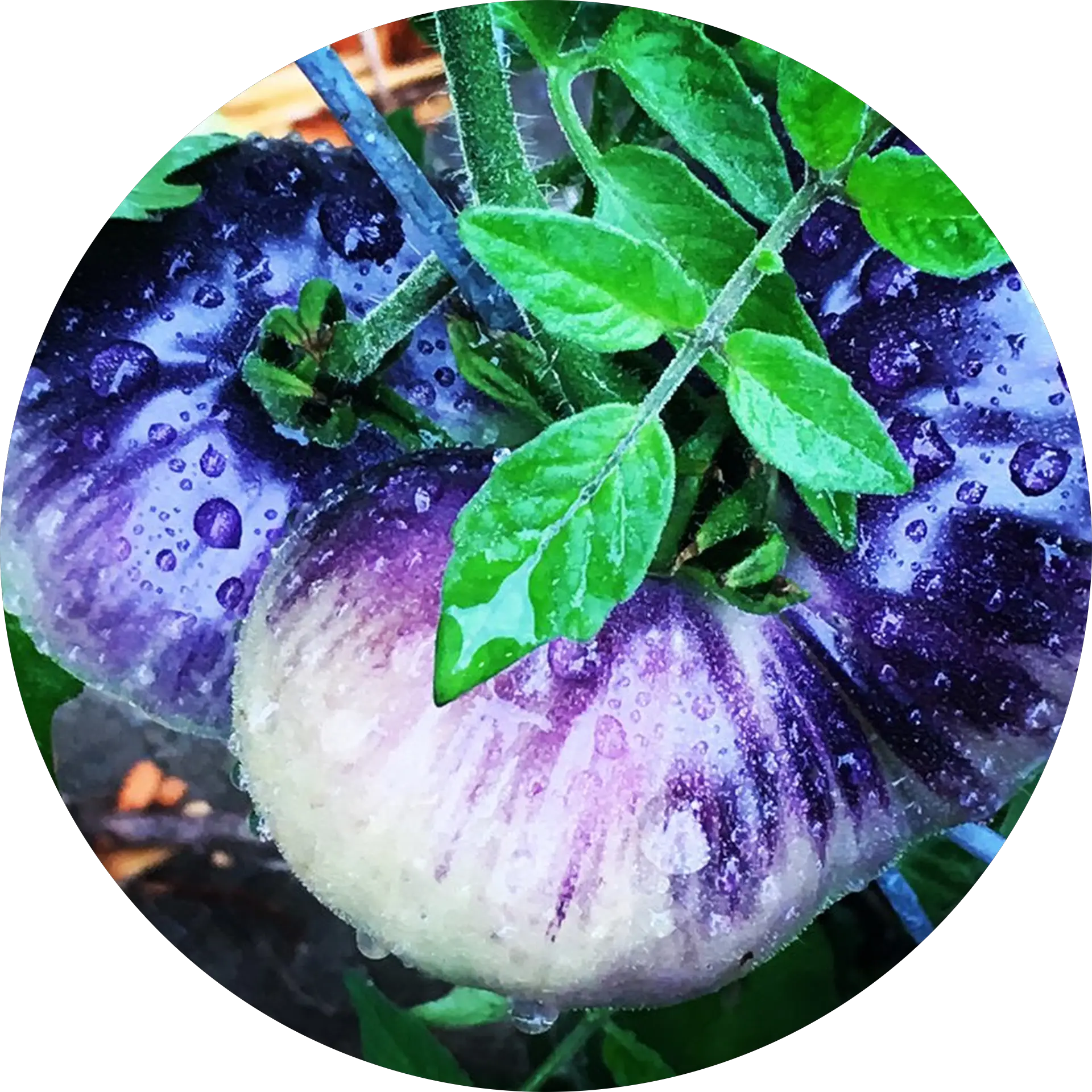 PNW Heirloom Seed