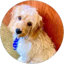 Webby Guest