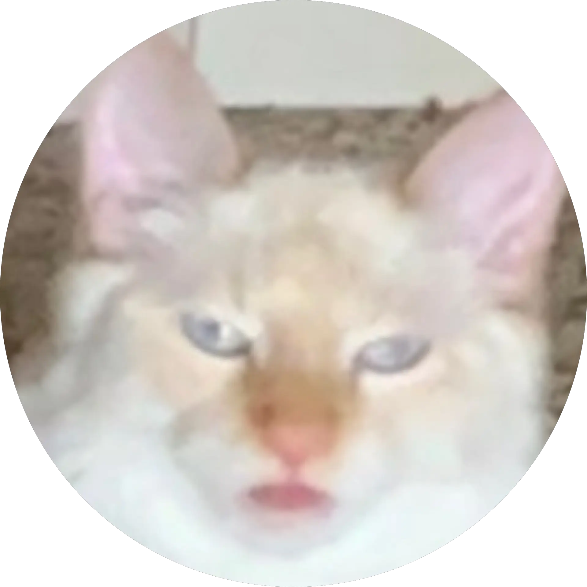 Khail Macy