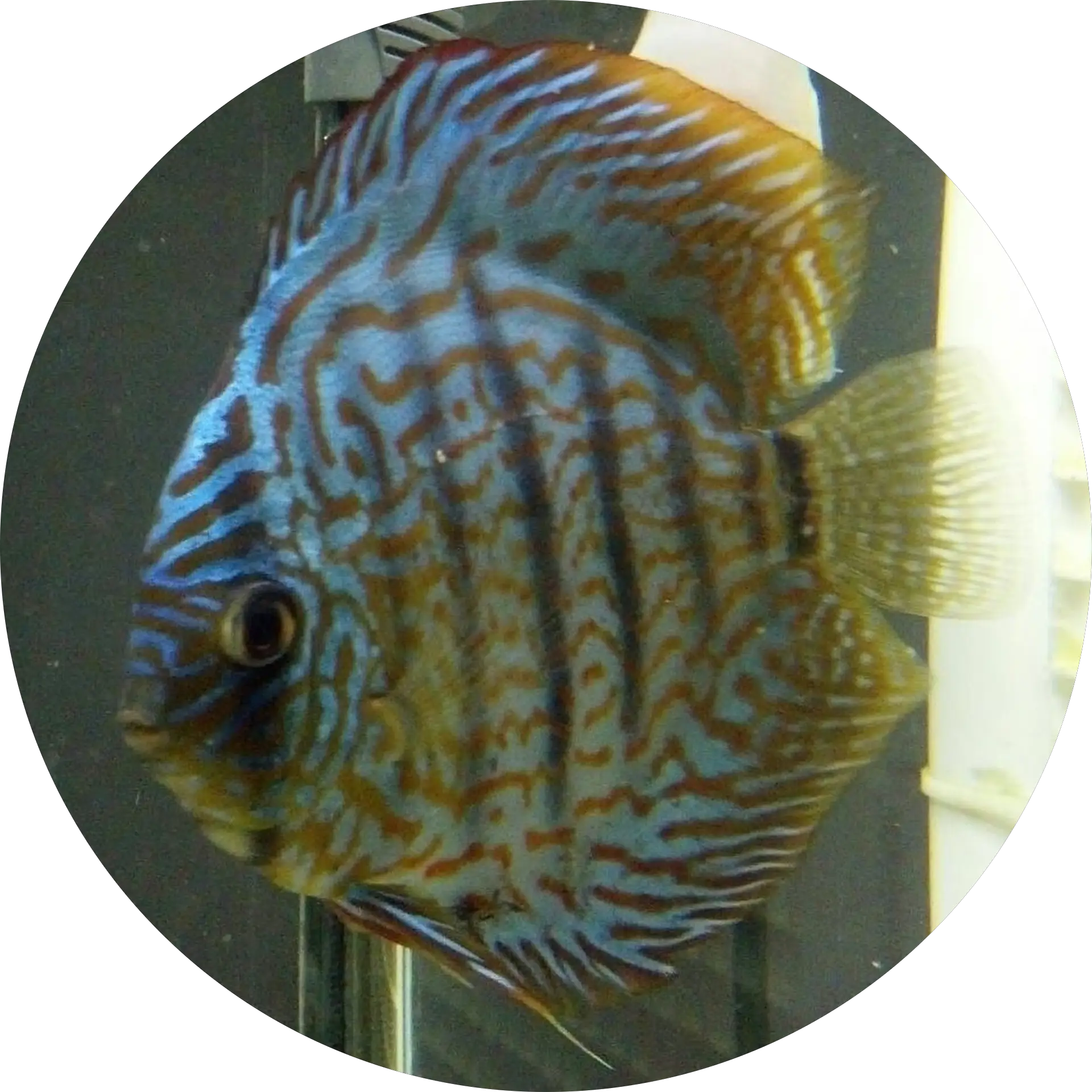 hebrone30