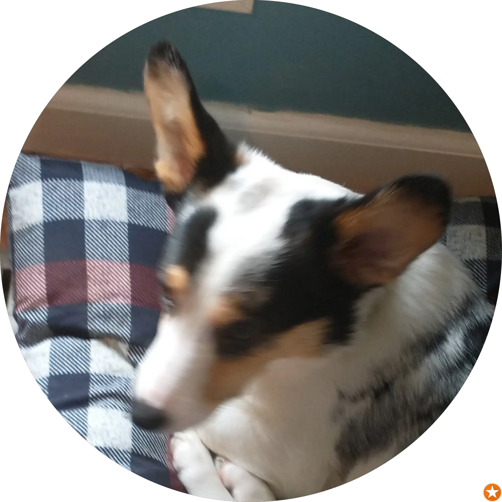 Hachi Esper
