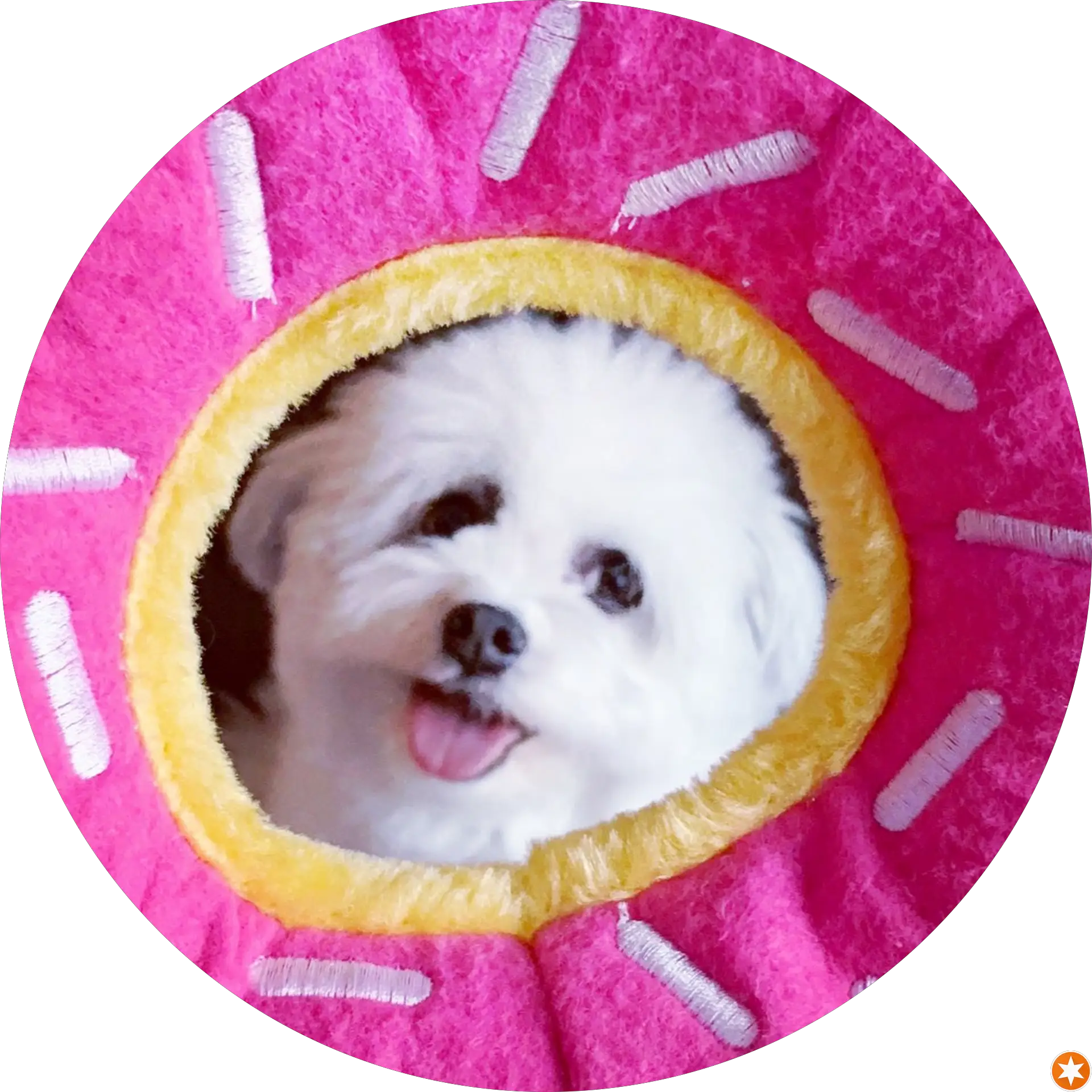 Shuting Shao
