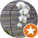 Bloom Flowers