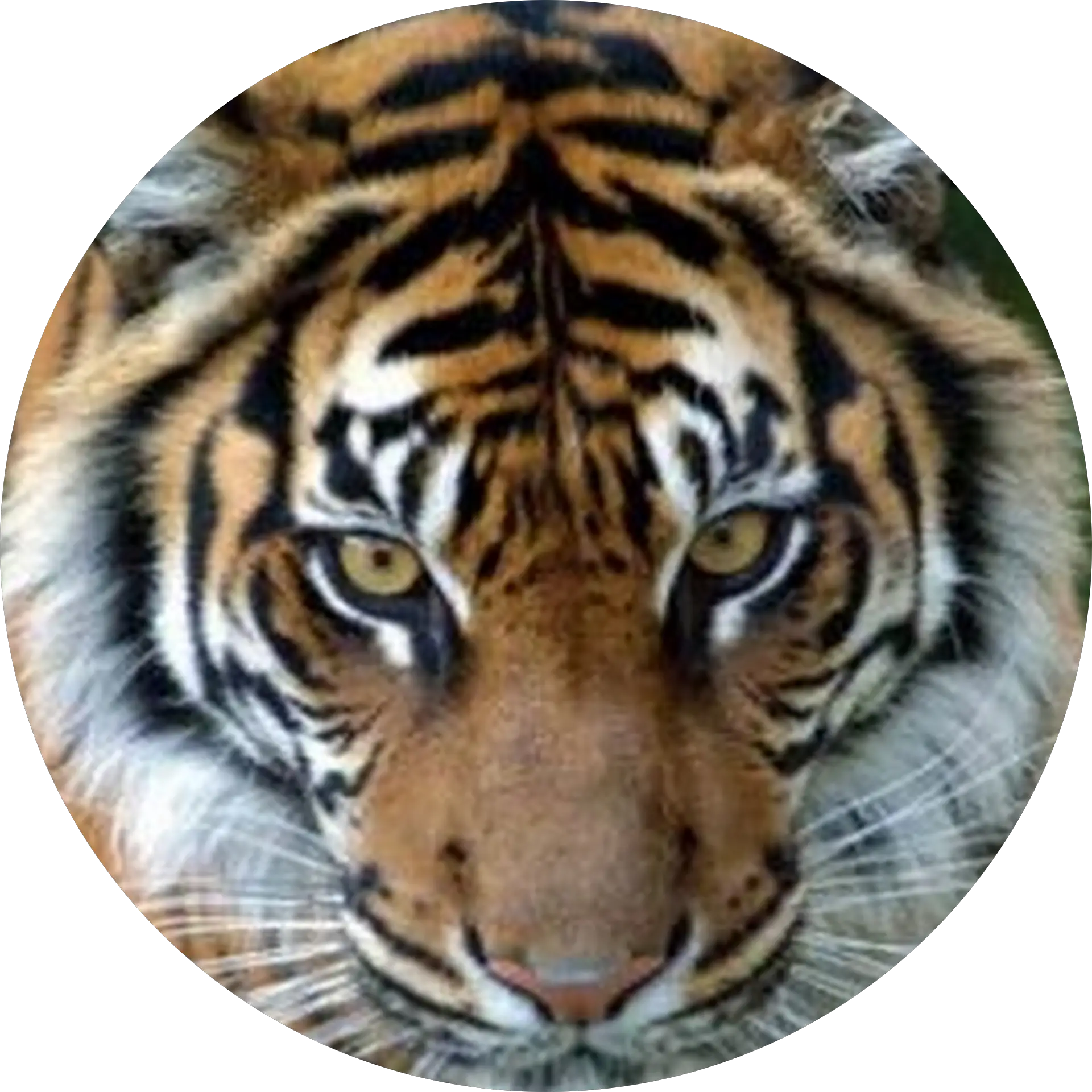 Tiger ,