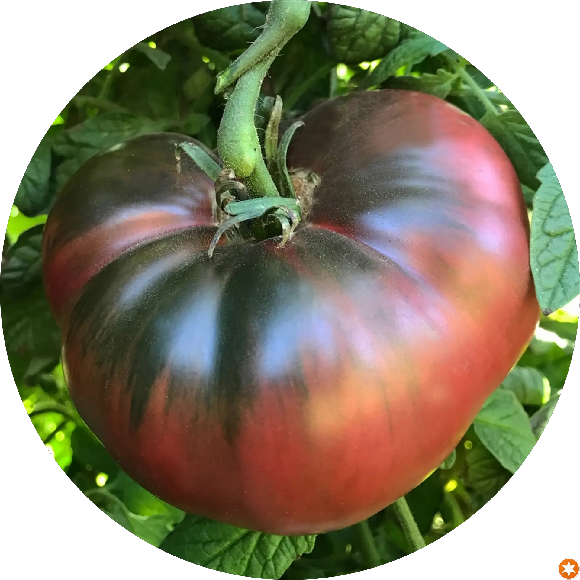 TomatoKing