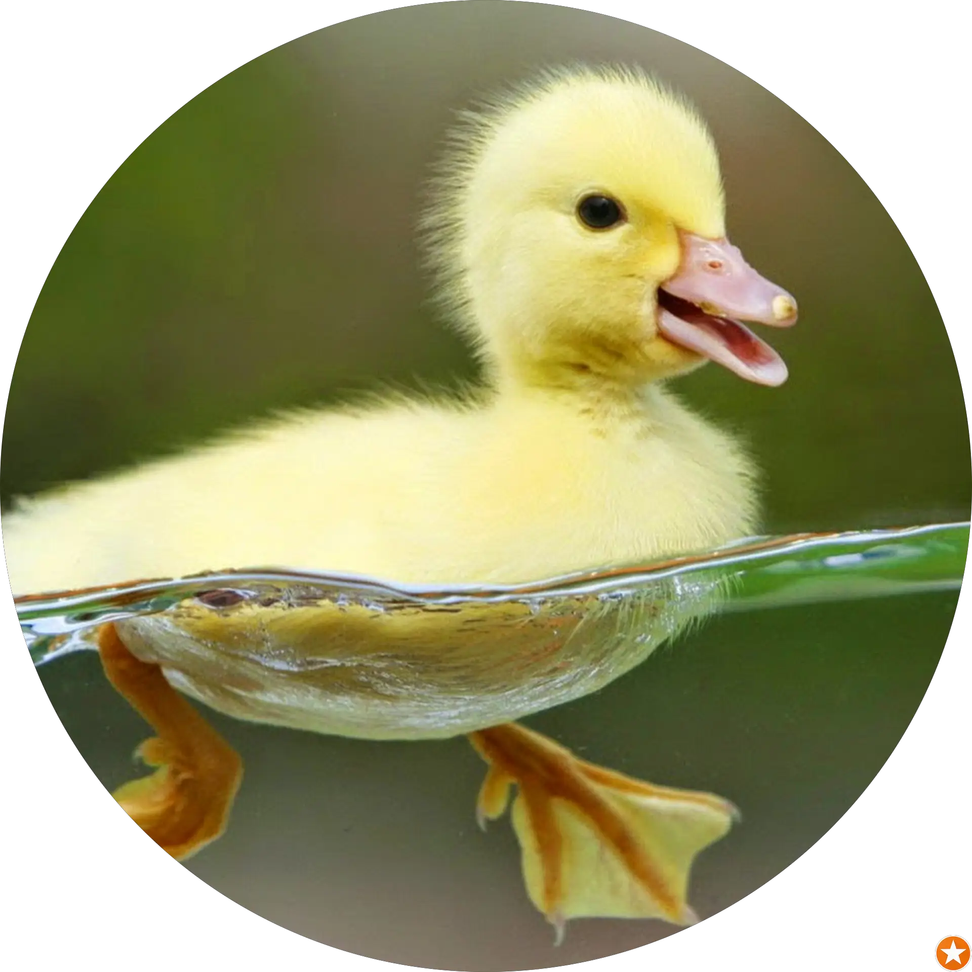C B