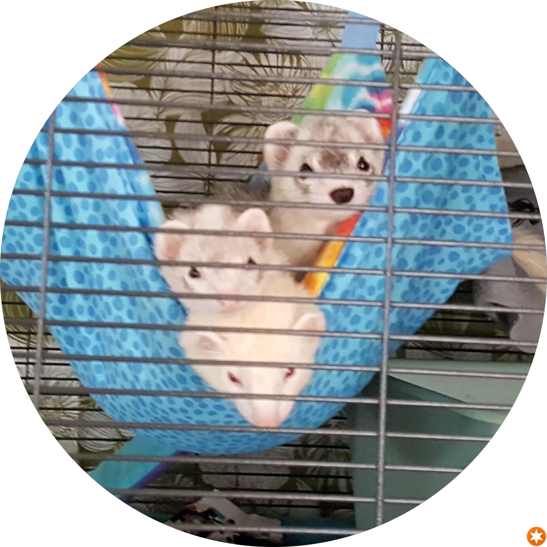 Photogenic Ferrets