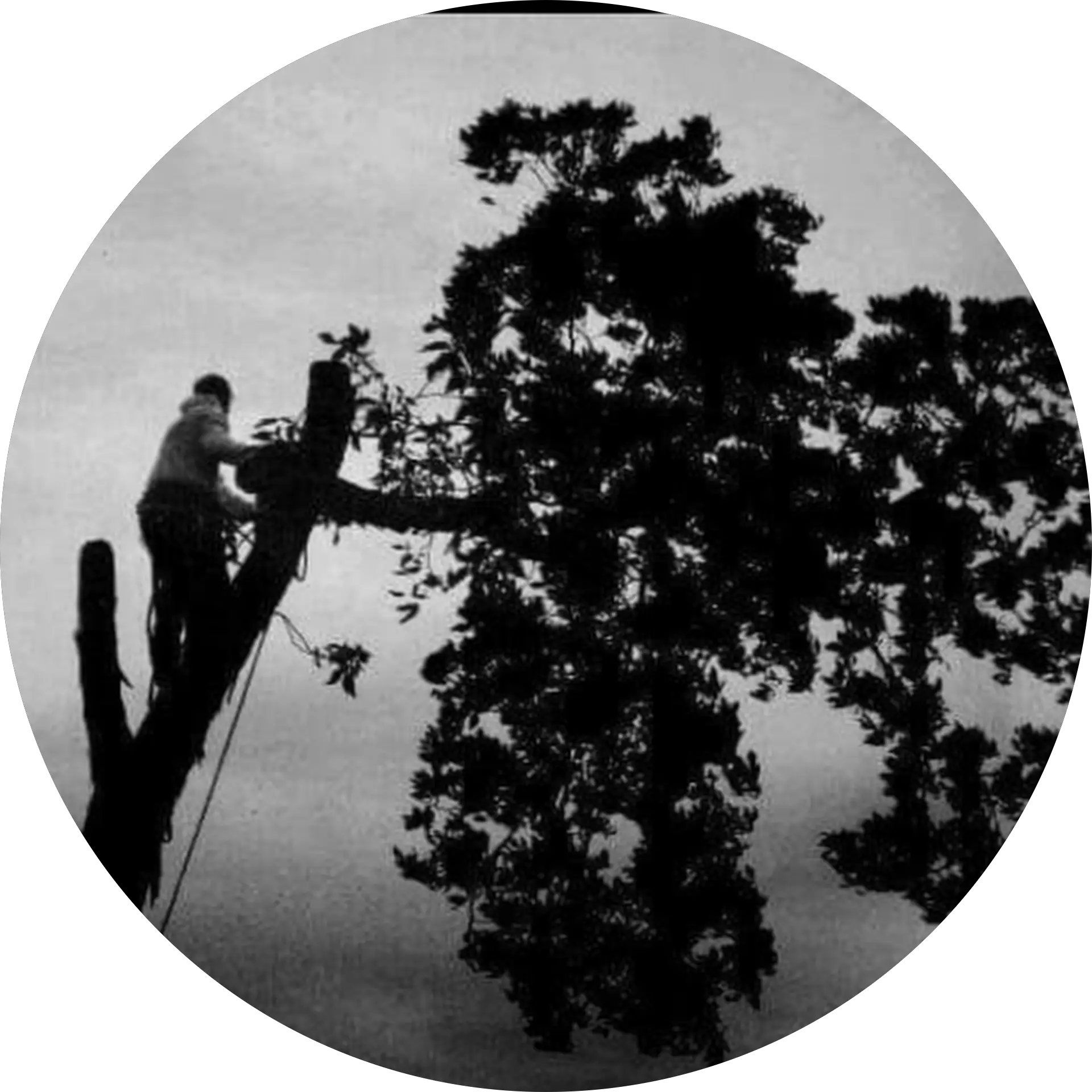 Up Top Tree