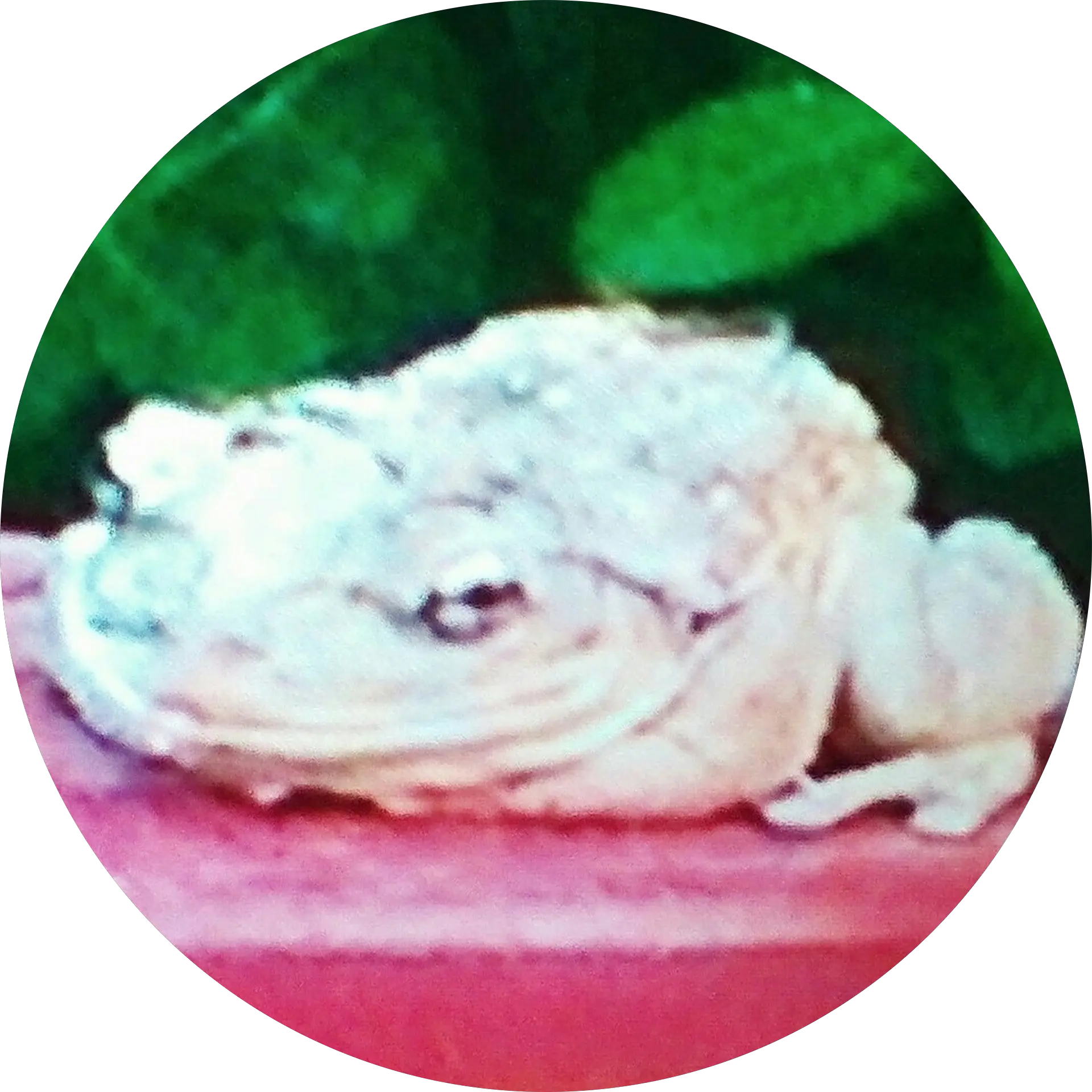 Flappy The Frog