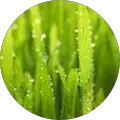 Lawnsplus lawn care