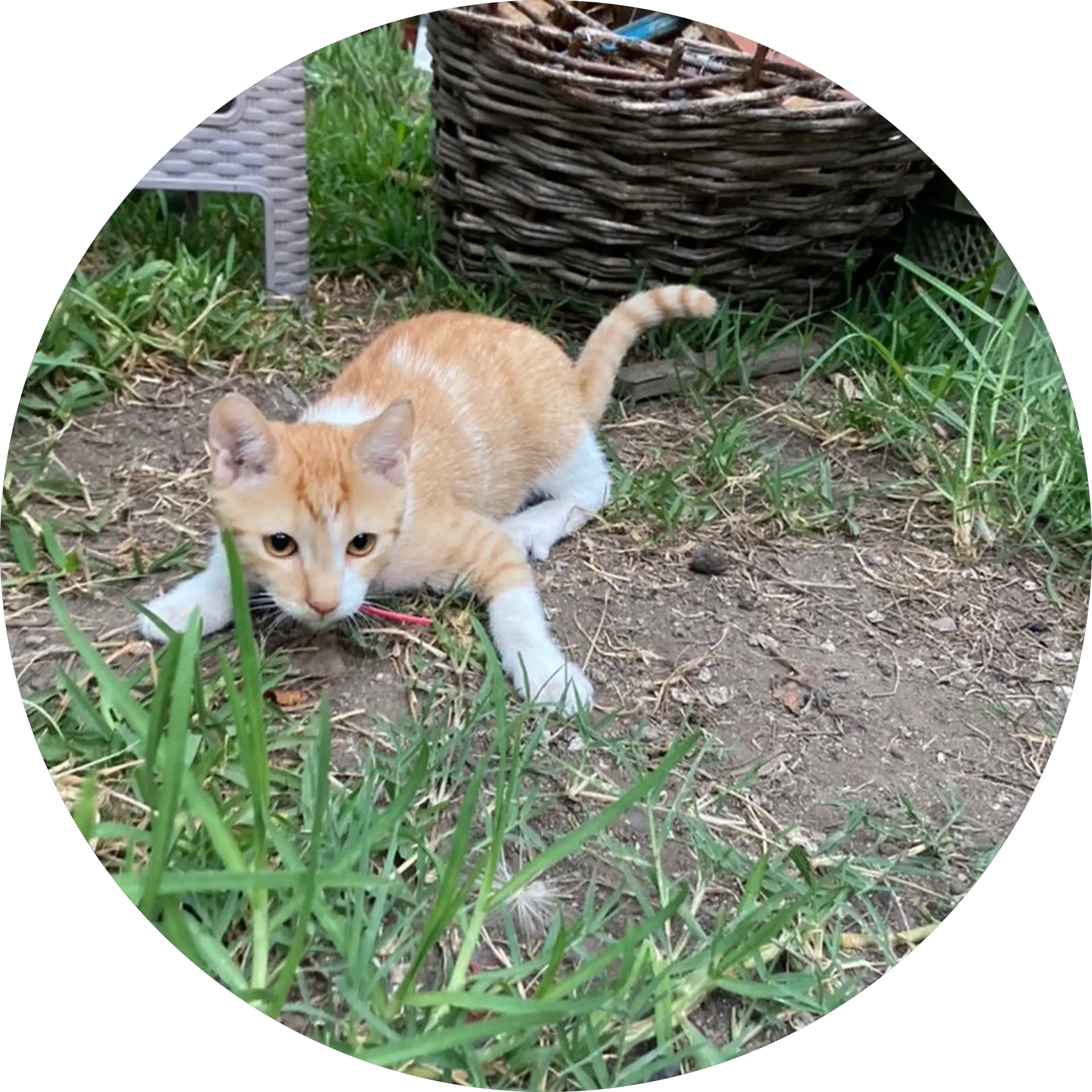 Carlos