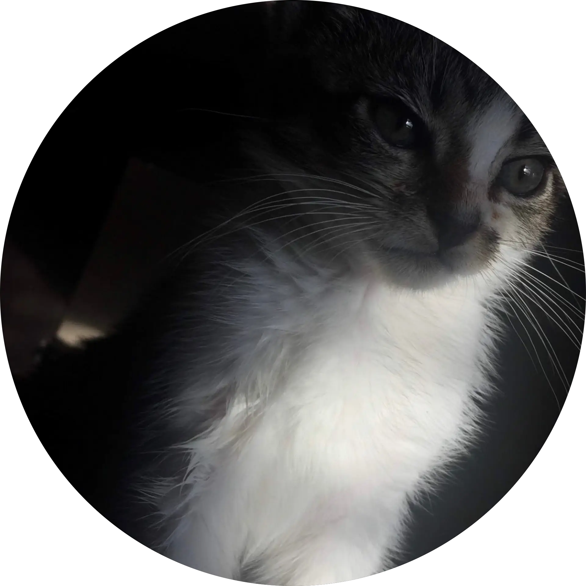 Mikol