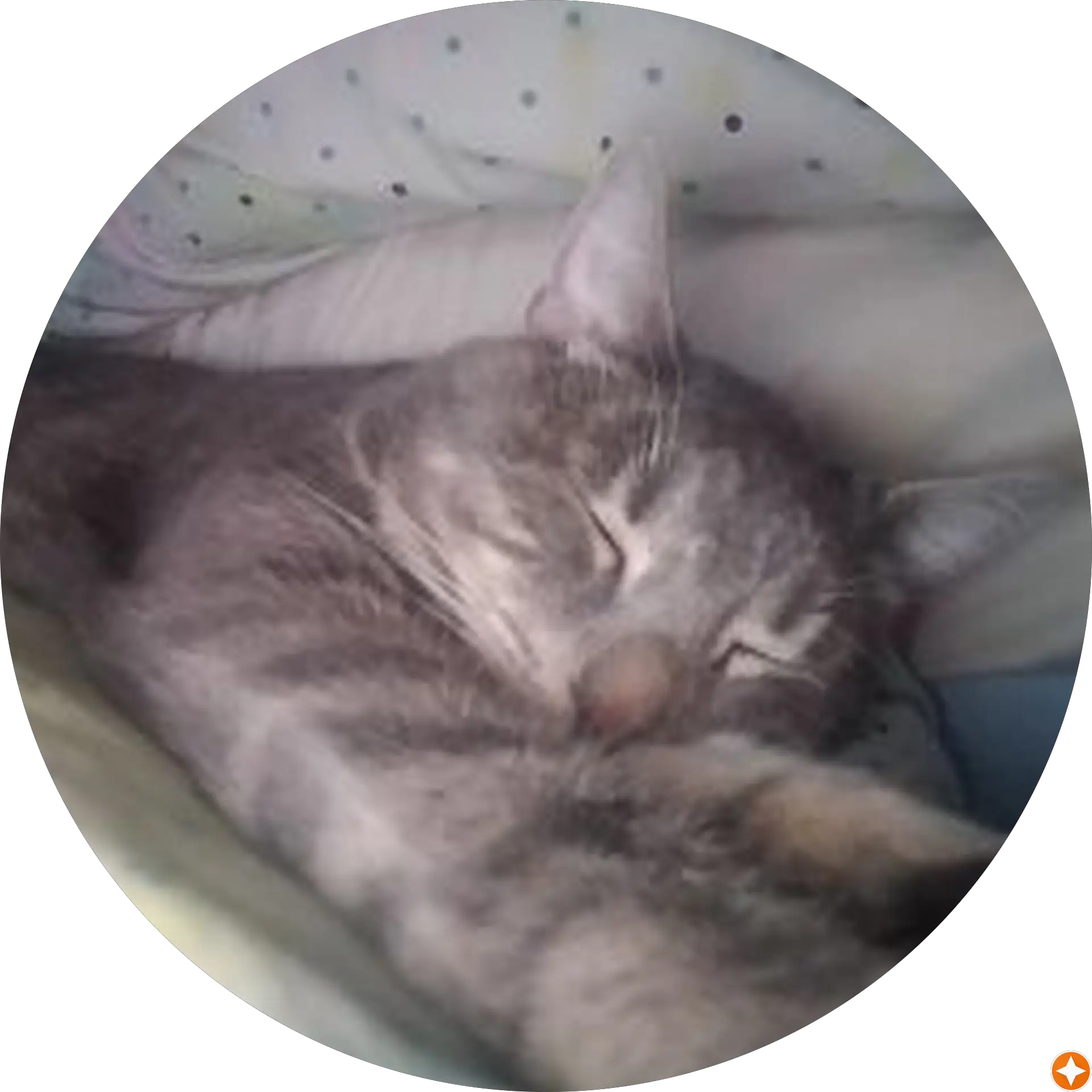 Cinque Gatti