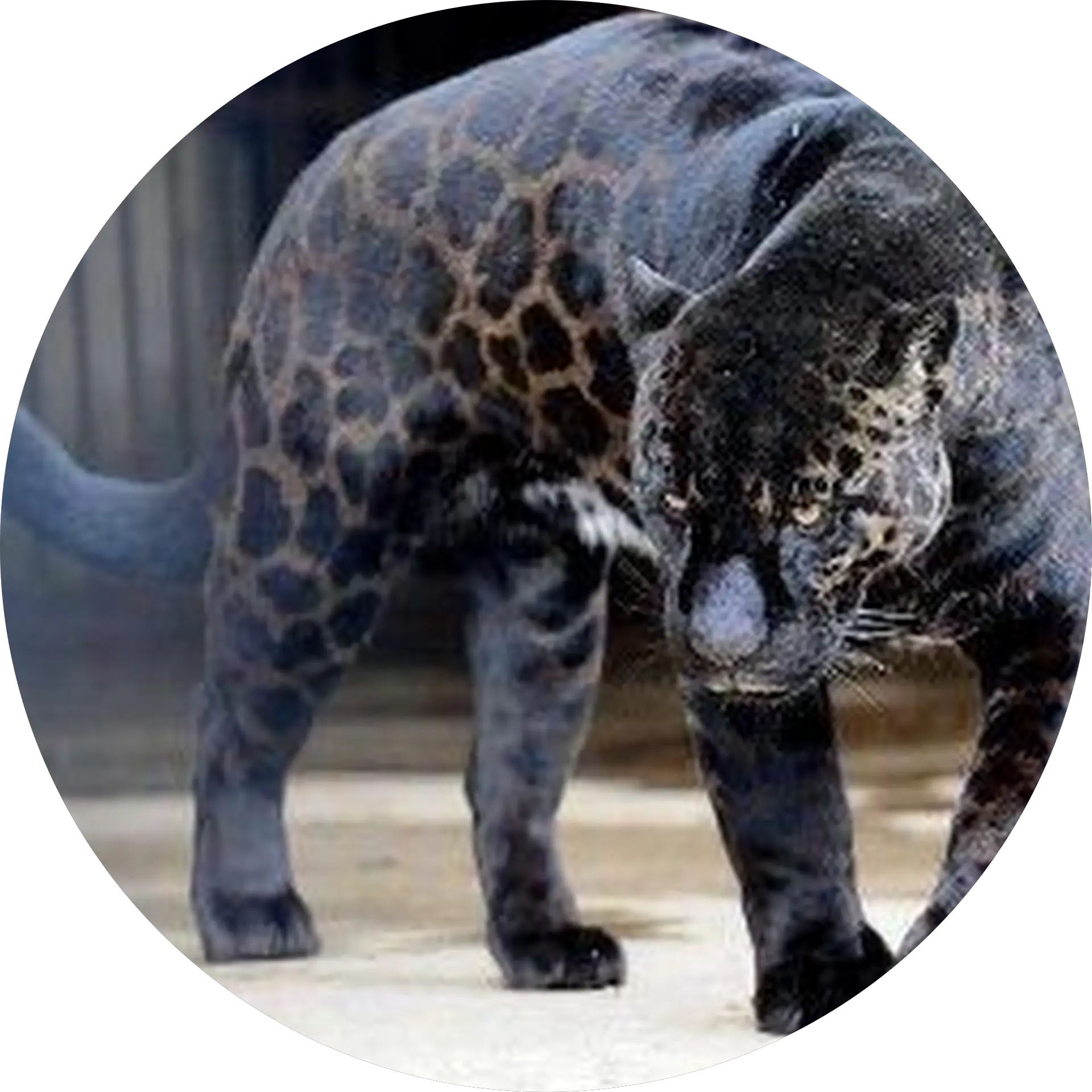 Russell Irby