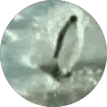 yahya hassan