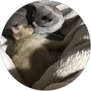 Kitty Cat